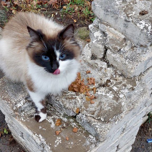 🐾 In Kramatorsk, Lyudmyla Malanina stands as a beacon of hope for 36 cats and 6 dogs. 🐈🐕🏠 She provides care, love, and shelter to these homeless animals, despite the challenges of war. Her compassion knows no bounds. 🚚 We sent 136 kg of pet food aid to support her efforts…