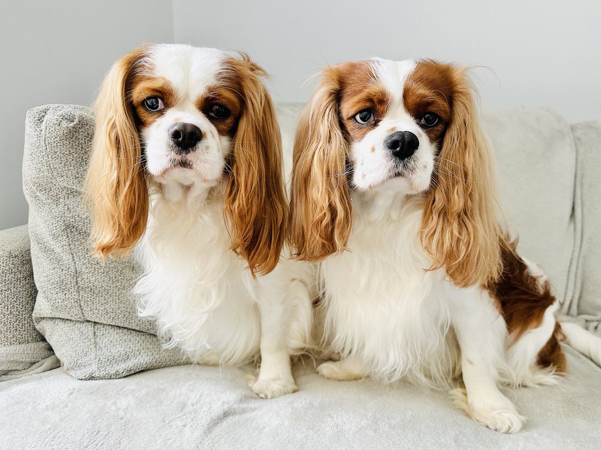 Happy Monday friends ❤️ Wishing you a wonderful week 🥰 #dogs #DogsofX #cavpack