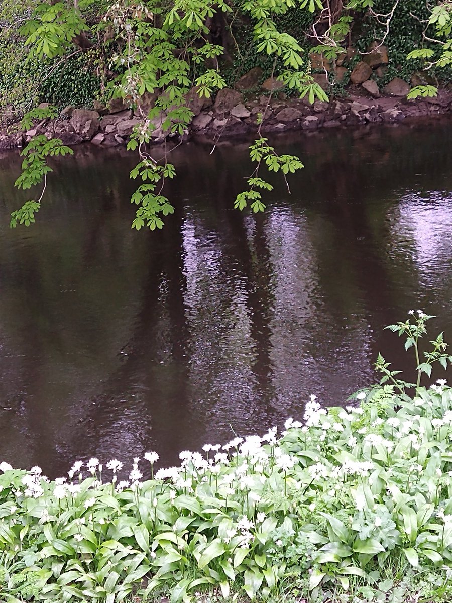 #Alphabetchallenge #WeekR Ramsons by the river (Wild garlic - Allium ursinum