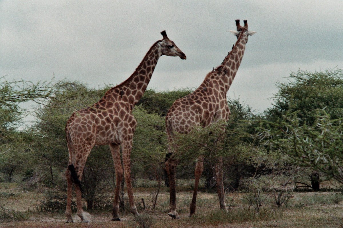 @OdieOrville @edginton_jane @MsB0759 @DogDazeUK @CassieJFox Giraffes are much nicer than elephants.😻😻😻