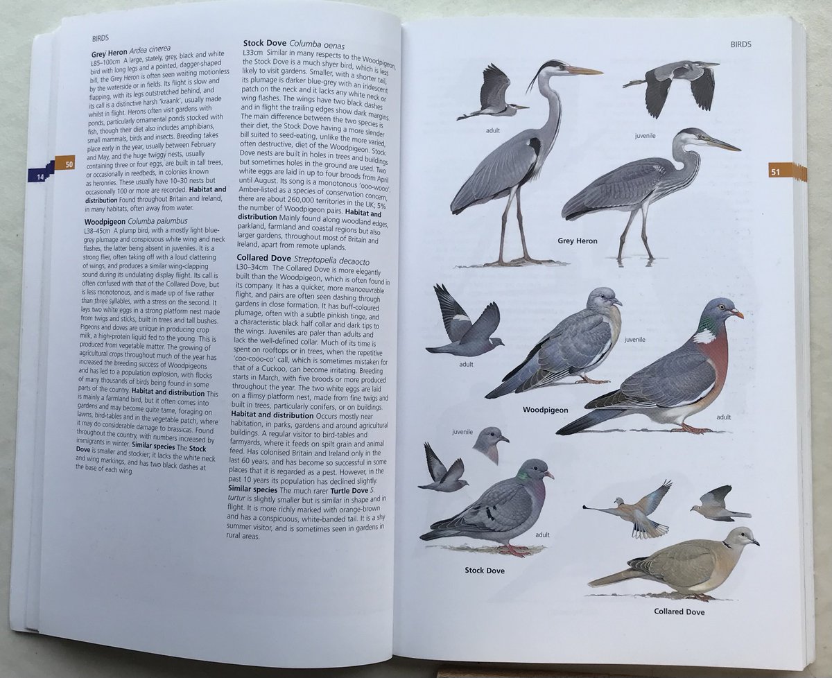 Beautiful Stock Dove - Columba oenas on the bird-feeder, with its iridescent neck patch glistening in the morning sun. An underrated bird. Plate by Ian Lewington from ‘Guide to Garden Wildlife’.