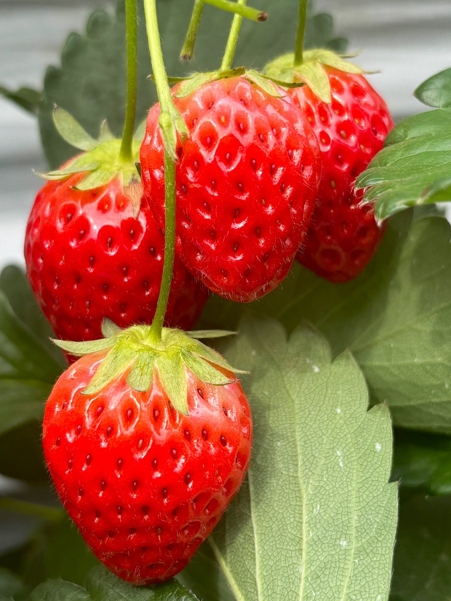 今年初いちご狩り🍓🍓🍓🍓
いちごでお腹いっぱい😋