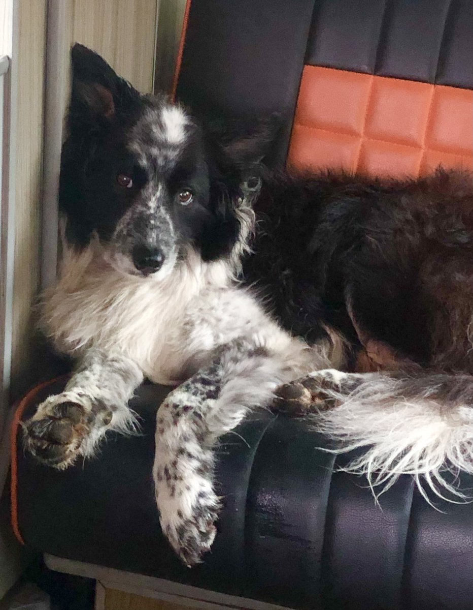 Anyone else feeling like Jessedog, struggling to get motivated on this wet Monday?! #mondaymotivation #lazydog #bordercollie