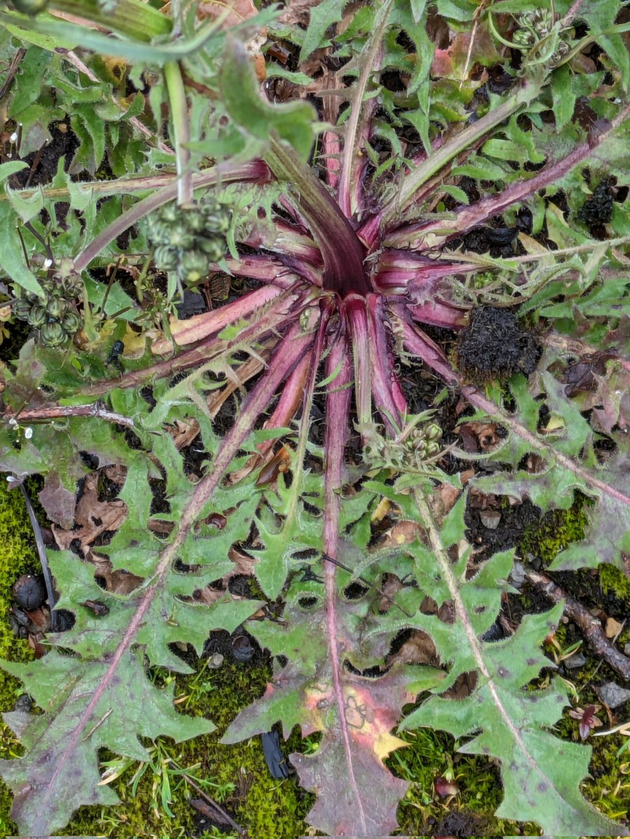 Any reliable hints and tips on the identification of Crepis spp rosettes? Or do I simply have to wait for it to flower and fruit for best results (until I can see if the achenes have a beak etc), provided it doesn't get weeded out! From leaf description, C. vesicaria. @BSBIbotany