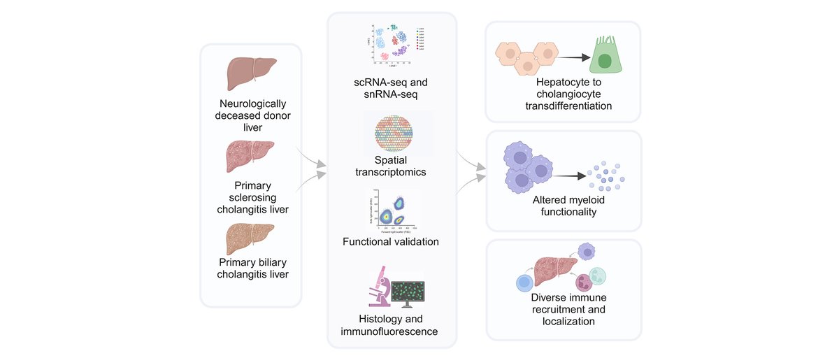 Single-cell, single-nucleus, and spatial transcriptomics characterization of the immunological landscape in the healthy and PSC human liver #OpenAccess here👉journal-of-hepatology.eu/article/S0168-… @MacparlandSonya @garybader1 @DianaNakib @talandrews #LiverTwitter