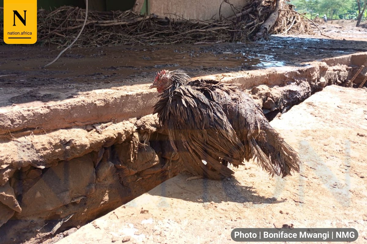 A chicken that survived after Old Kijabe Dam burst its banks is seen in Mai Mahiu, Naivasha Sub-County. 
Read more here: nation.africa/kenya/counties…