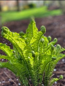 'The closer we are to being who we are meant to be.. the brighter we shine.'-unknown - Happy Monday! Shine bright!
#shine #bright #light #spring #springawakening #fern #nature #gentleyoga #onlineyoga #yoga50plus #yoga60plus- mailchi.mp/presentwisdom/…