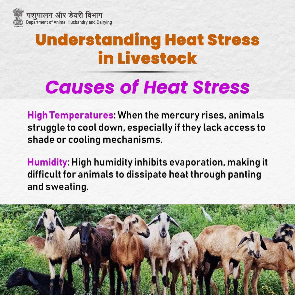 Decoding Heat Stress: Unveiling the Factors Causing Animal Discomfort #livestockHealth #AnimalWealth #AnimalHusbandry #BeatTheHeat #heatstress
@pibindia @MIB_India @NDDB_Coop @pashudhanUK @DOAHUP @DoahGujarat