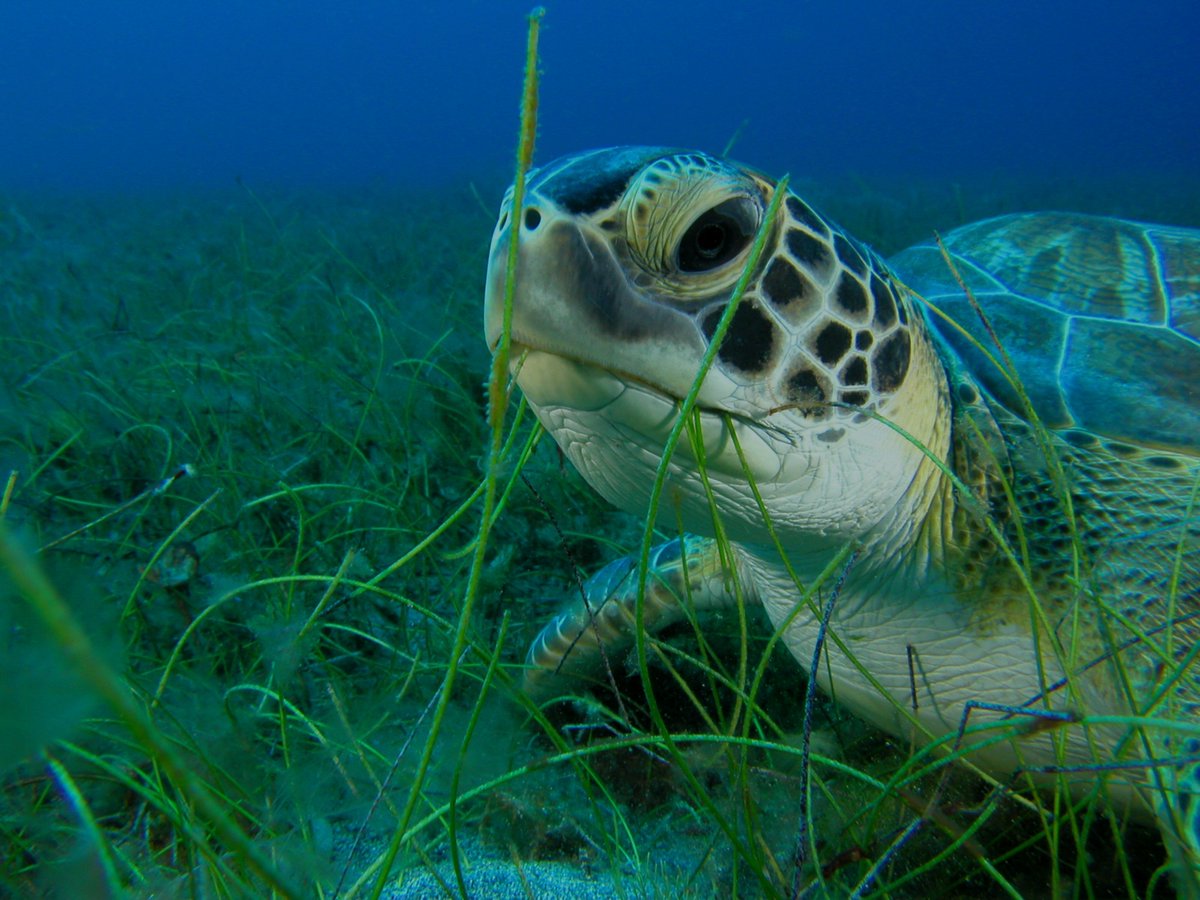 Convention on Migratory Species now recognizes role seagrasses play in supporting migratory species and places the onus upon signatory states to ensure their conservation. Read our letter about this: DM for pdf as letter behind paywall buff.ly/3UAfNrW