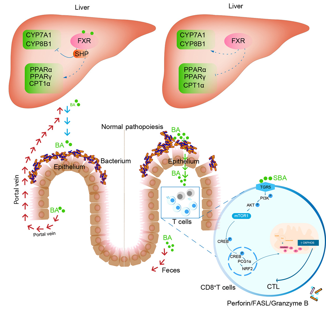 Ileitis promotes MASLD progression via bile acid modulation and enhanced TGR5 signaling in ileal CD8+ T cells

Full text here👉journal-of-hepatology.eu/article/S0168-…

#LiverTwitter