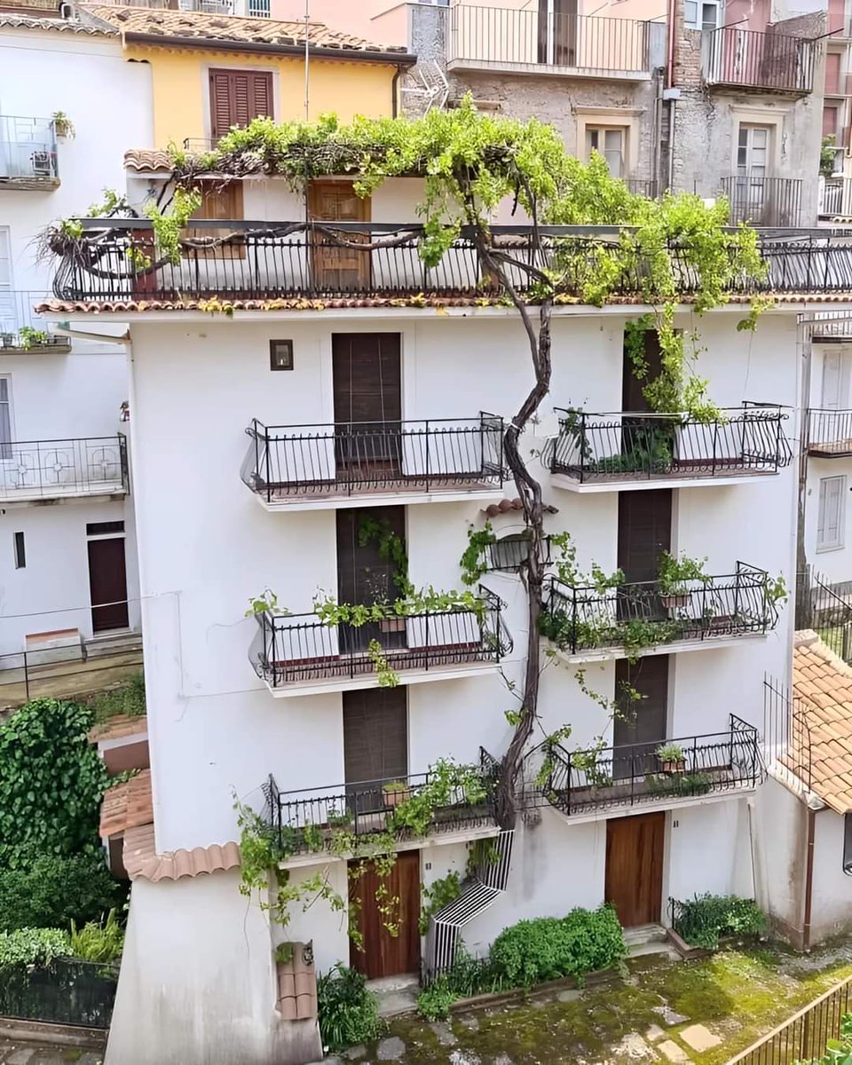 La parra de esta vivienda de Sicilia nos cuenta que las soluciones basadas en la naturaleza se llevan haciendo intuitivamente desde siempre. A veces no se trata de innovar, se trata de recordar lo que hemos olvidado. 📸 Phylicia Robinson.