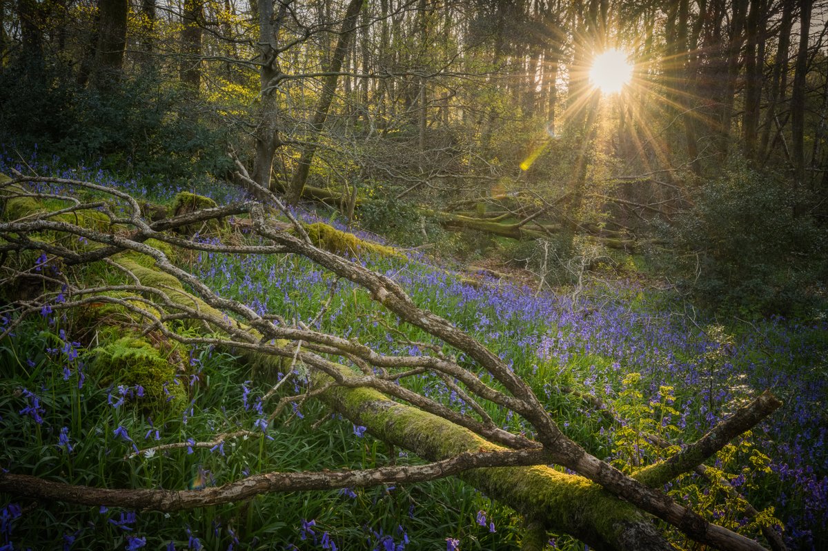 For the comps - sunrise over bluebells & deadfall on the forest floor. #WexMondays #fsprintmonday #sharemondays2024 #LakeDistrict @lakedistrictnpa @LakesCumbria @PictureCumbria @CumbriaWeather @OPOTY @TheLakesGuide @hiddencumbria @ShowcaseCumbria #rpslandscape #PhotoRippin