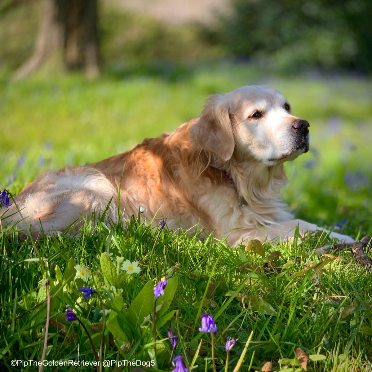 🌤️🐶🌿

Happy sunny Monday! My family and I wish you everything you hope for this week.

#DogsOfX #GoldenRetrievers 🐕😀🐾