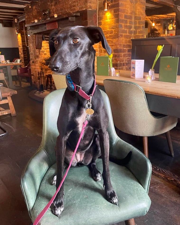 Oh, hello you. Have a happy Monday 💛🌼

📸 @annetomlinflowers 

#HappyMonday #DogFriendly #PubDitchling