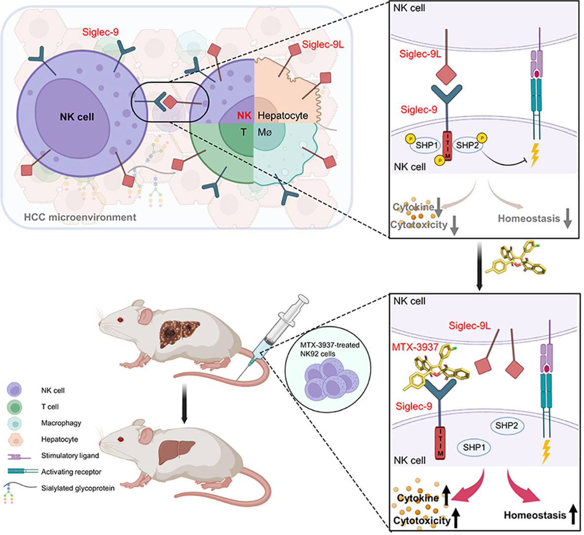 Increased Siglec-9/Siglec-9L interactions on NK cells predict poor HCC prognosis and present a targetable checkpoint for immunotherapy Full text here👉journal-of-hepatology.eu/article/S0168-… #LiverTwitter