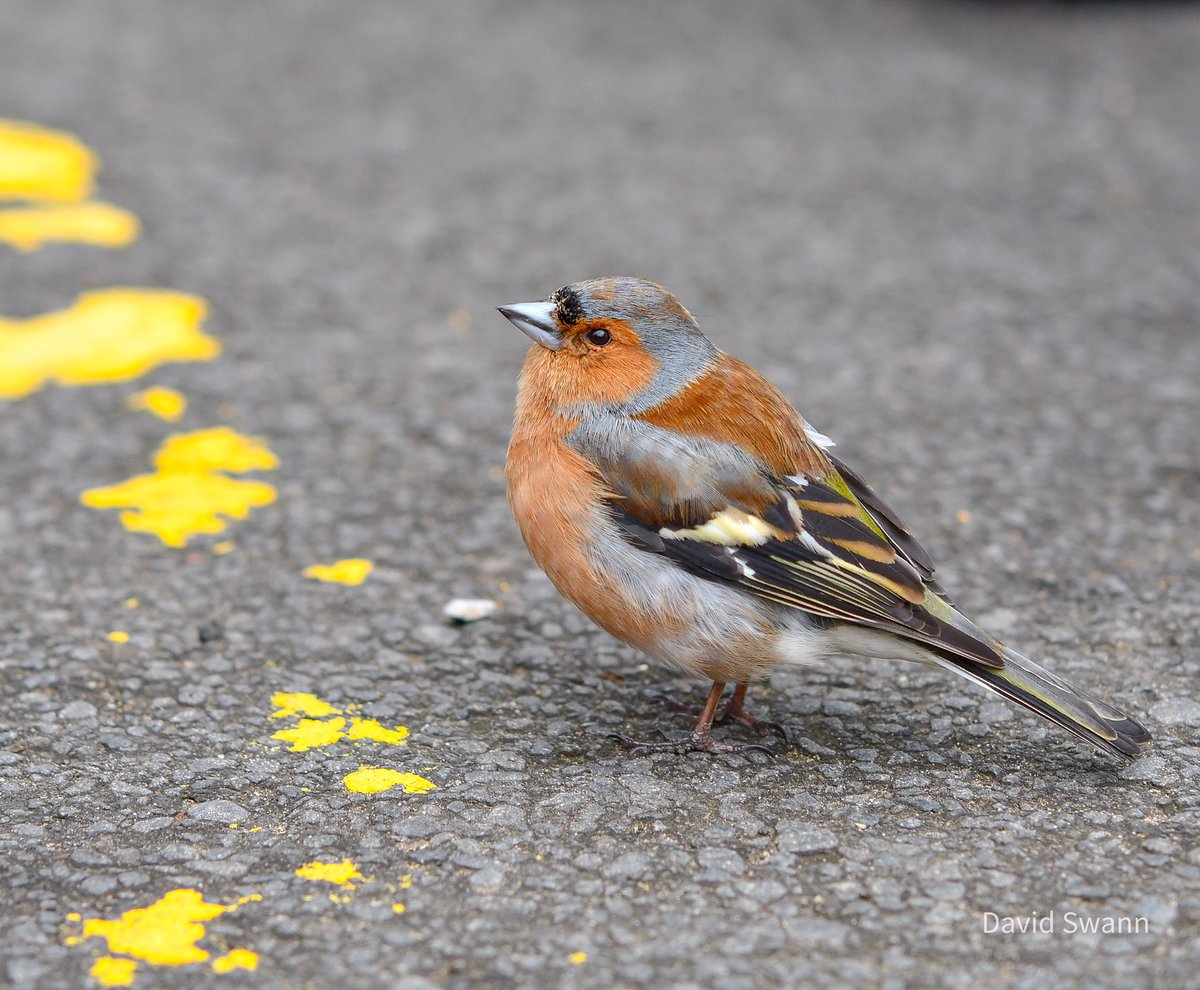 Very tame Chaffinch in the car park at Housesteads Roman Fort, Northumberland. @Natures_Voice @NTBirdClub @NorthWildlife