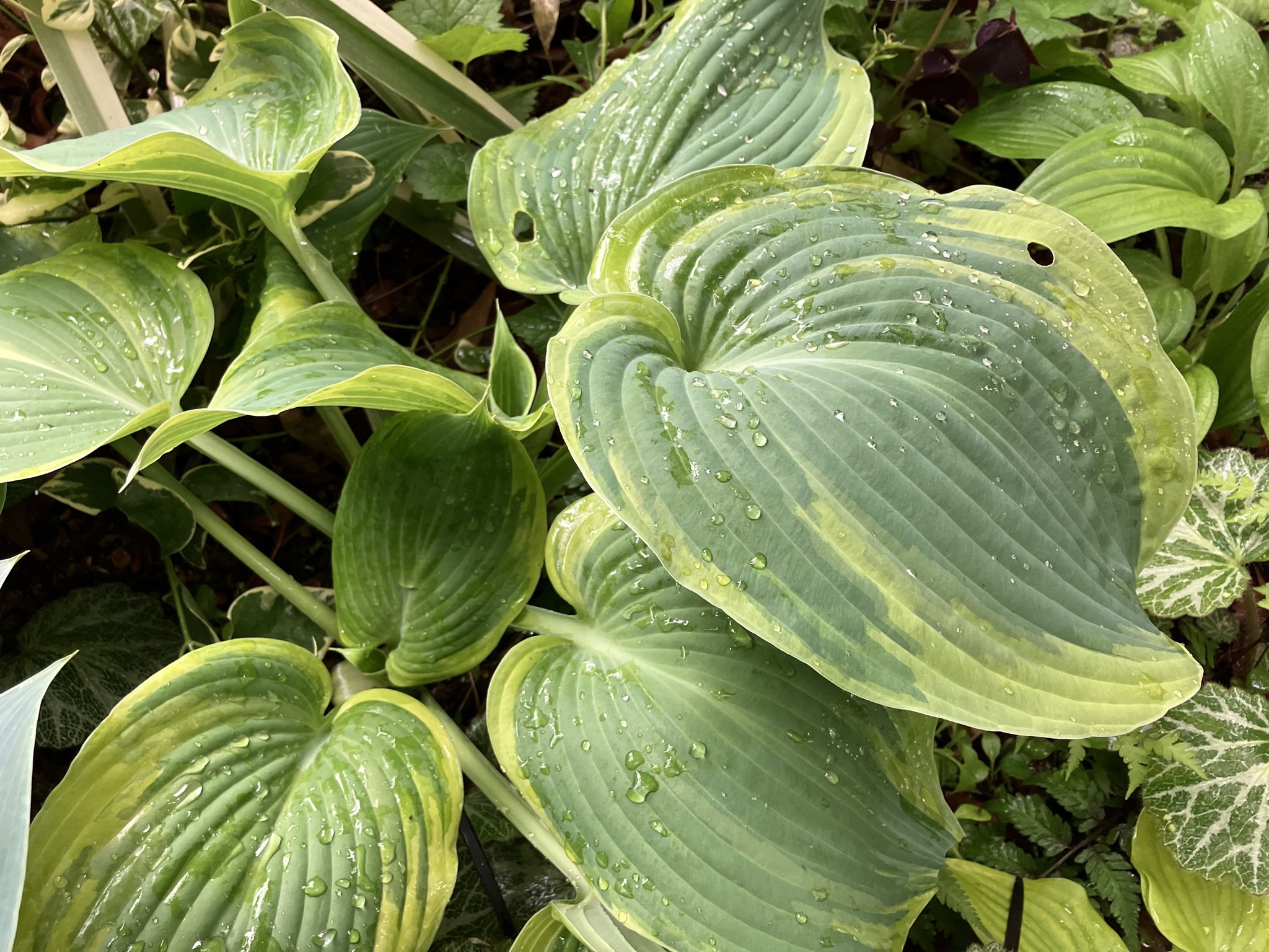 ☘️ホスタＡ【香フレグラントファイア】 楽天市場】ギボウシ苗 (ホスタ) フレグラントファイアー（中型外斑