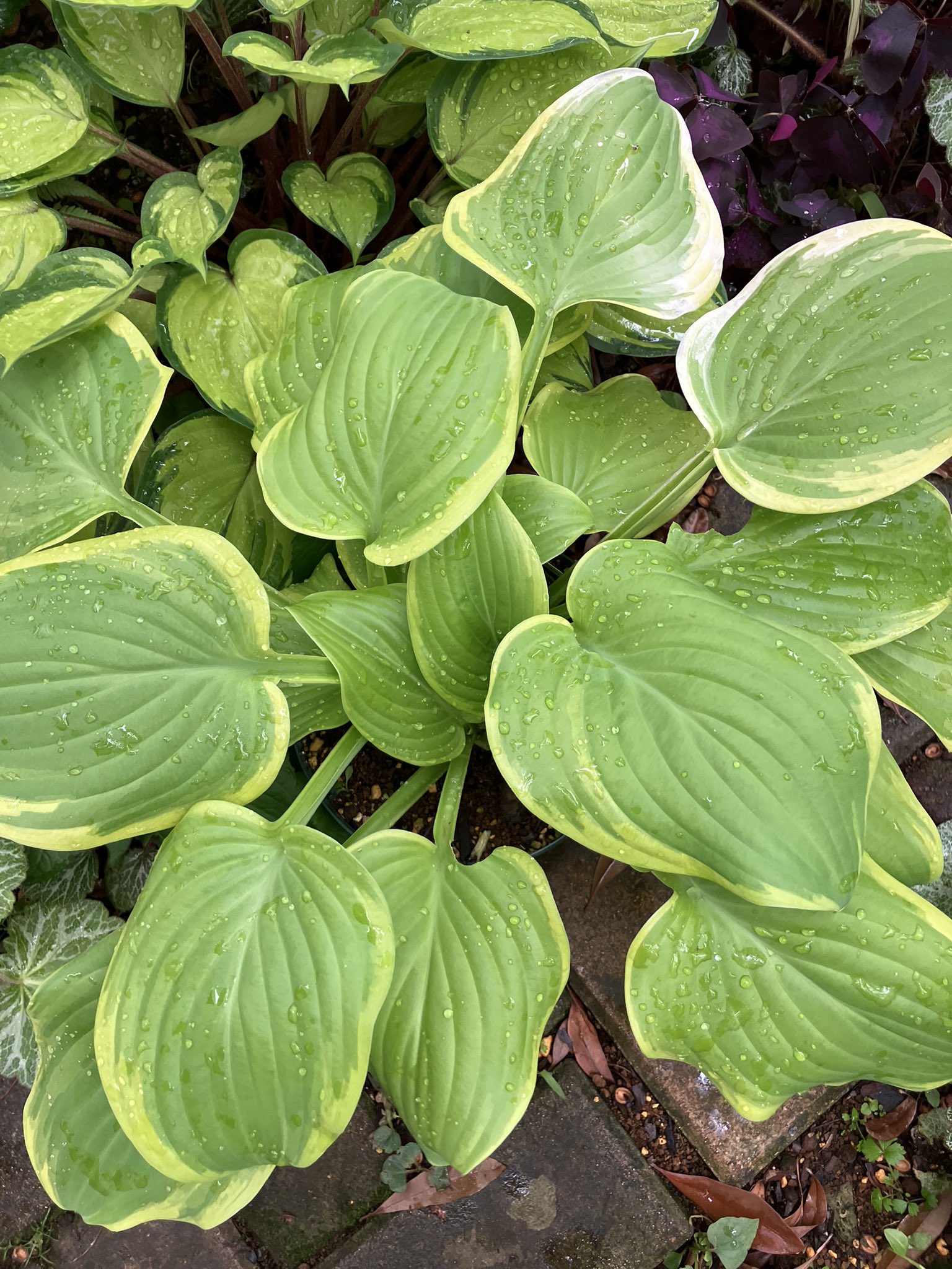 ☘️ホスタＡ【香フレグラントファイア】 ☘️ホスタA【香フレグラントファイア】 ギボウシ（ホスタ）：フレ