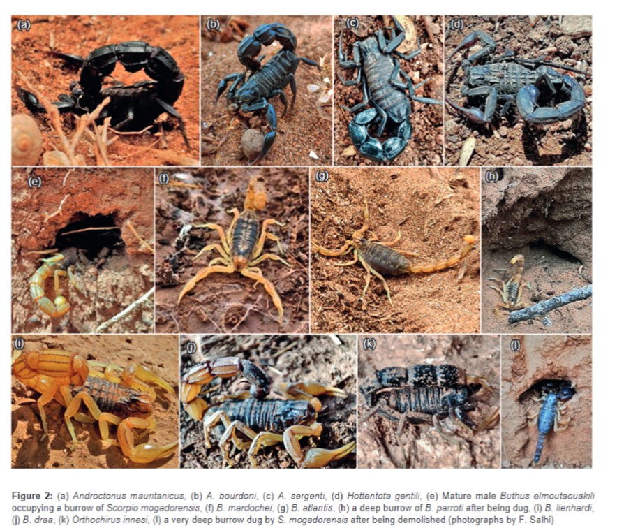 Our new study in collab with university Ibn Zohr of Agadir on scorpion distribution and habitat preference in the Souss Massa Valley of Morocco is out! @SNSUniofGalway @uniofgalway The manuscript is in open access, so you can all read it for free: tandfonline.com/.../10.../1562…