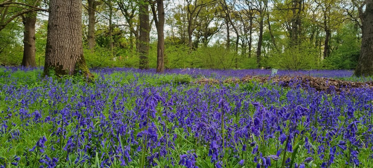 🌿🔵 Experience the beauty of bluebell season at Hagbourne Copse, near Blagrove! These blooms are vital for local wildlife, attracting butterflies, bees, and hoverflies. Please stay on designated paths and avoid picking the flowers. 🦋🐝
