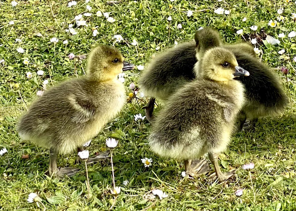 Cute goslings enjoying the daisies at Tongwell Lake 🐥 @scenesfromMK @DestinationMK @mkfuturenow @MKCommunityHub @My_MiltonKeynes @ourmiltonkeynes