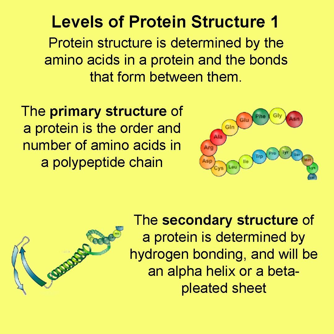 Can you describe the primary and secondary levels of protein structure? #alevel #biology #ocr #protein #aminoacids #trending #explore #STEM #ioteach