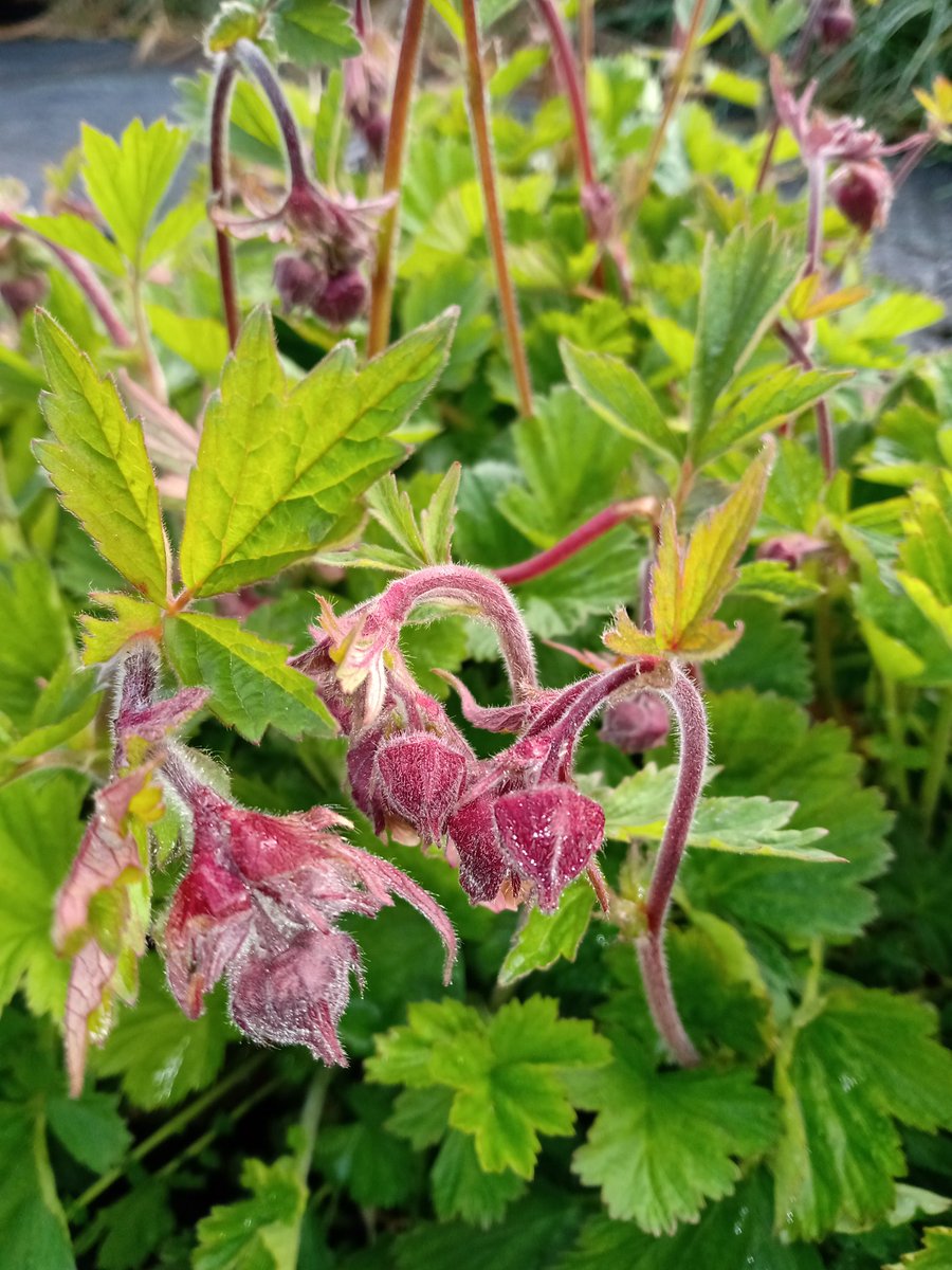 Our #CelticaWildflowers Water avens looking beautiful and looking for their forever home 💚