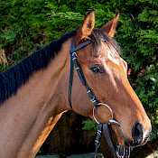 Four runners today, all of them past winners. We have Hale End, Phoenix Fire, and Kalganov in action up at @ayrracecourse, then Jack of Clubs at @WolvesRaces. Good luck to connections.