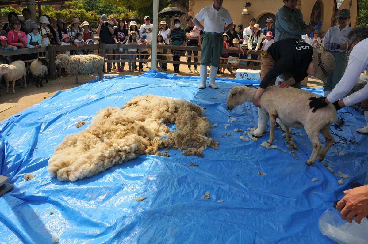 ふれあい広場からイベントのお知らせです！ 最近、暑くなってきましたね・・・(^_^;) と言う事は！そうです！ ヒツジ達も毛刈りの季節がやってきました！ 詳しくは下記URLをご覧ください♫ kobe-ojizoo.jp/event/detail/?… #王子動物園