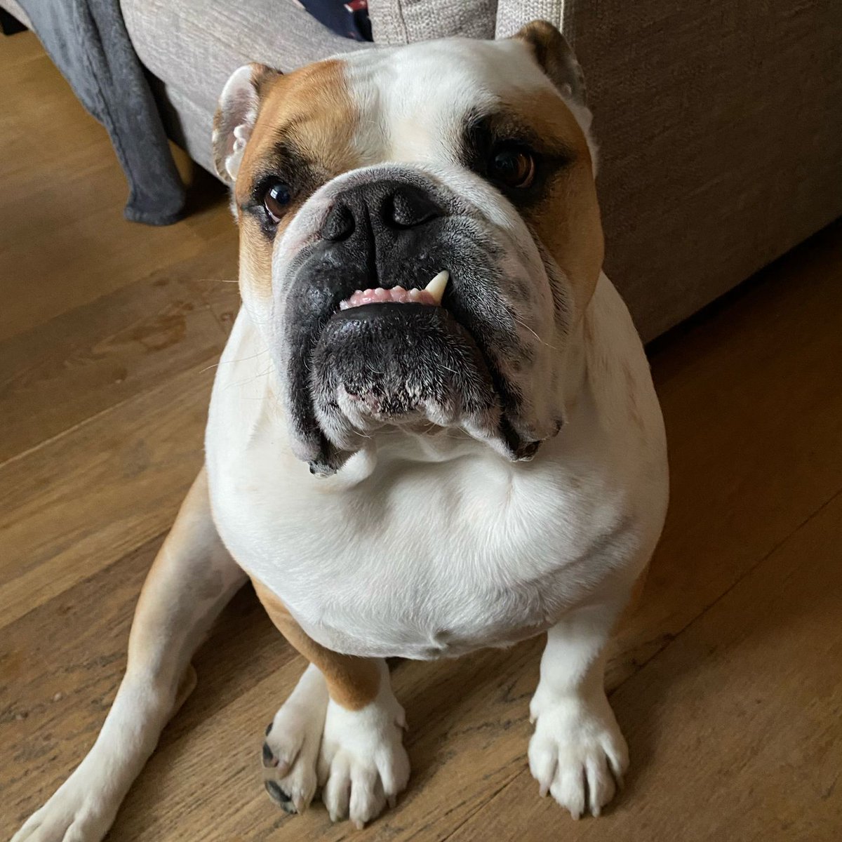 I’m back! Oh I’ve missed you all … but I t’s great to have the big people back, they’ve been somewhere hot so I’m hoping they’ve brought me some sun ☀️ back with them. 🐶🐾❤️ Barney #BarneyTheBulldog #DogsOfTwitter #DogsOfX #DogsOfIG #DogsOfFacebook #Bulldog #EnglishBulldog