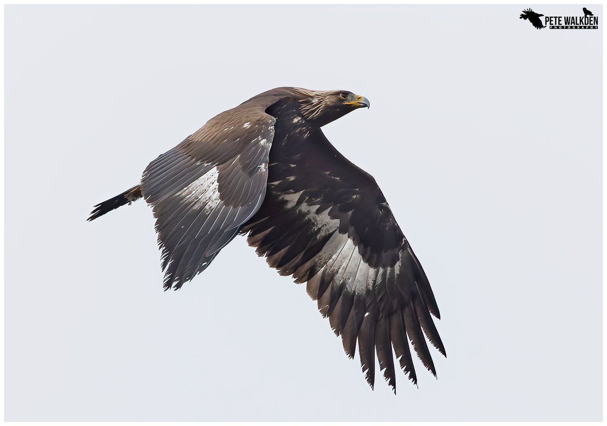 Job opportunity: Scottish Raptor Monitoring Officer. Part time, two-yr contract. £25,110. Closing date 24 May 2024. Job description ⬇️⬇️ raptorpersecutionuk.org/2024/04/29/job…