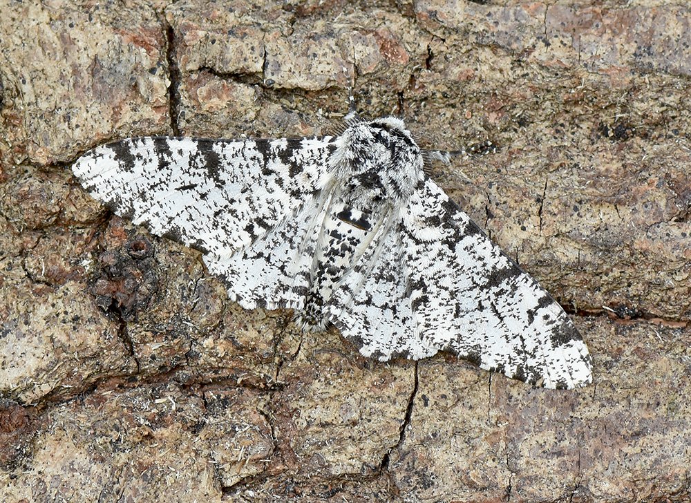 29 moths of 16 species last night in St Mellion. New for year Spruce Carpet, Small Phoenix & Peppered Moth. Also, Frosted Green, Streamer, 4 Brindled Beauty, Pebble Prominent, Muslin, Great Prominent & 2 Flame Shoulder. Immigrants were 1 Dark Sword-grass & 2 Silver Y to ni lure