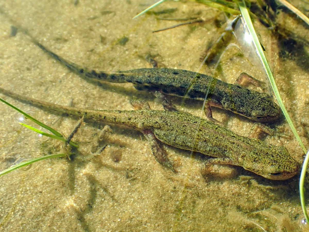 🐸 Analizamos el estado de los anfibios según el Programa de Seguimiento de Procesos Naturales de la #ICTSDoñana de 2023

📉 Casi todas las especies de anfibios muestran tendencias decrecientes desde 2019 en consonancia con el periodo de sequía.

#ICTSNews