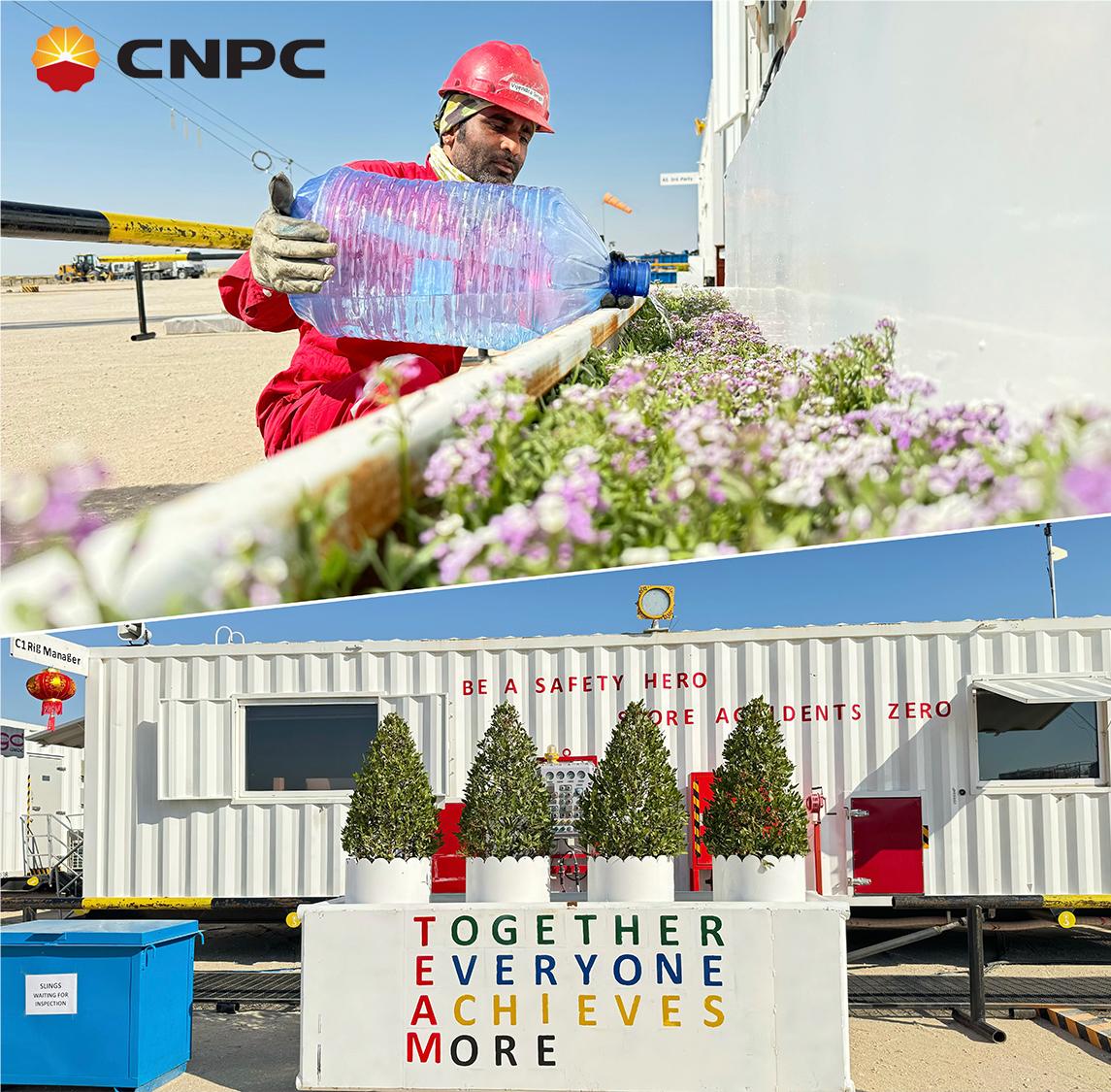 🏜From the sands of #Kuwait, the Crew GW138 at #CNPC GWDC has been transforming our camp into a green oasis since September 2023! They've been planting an array of evergreens.🌿 As each plant thrives, it adds a its own unique beauty to the desert landscape.☀️ #SDGs #DesertOasis
