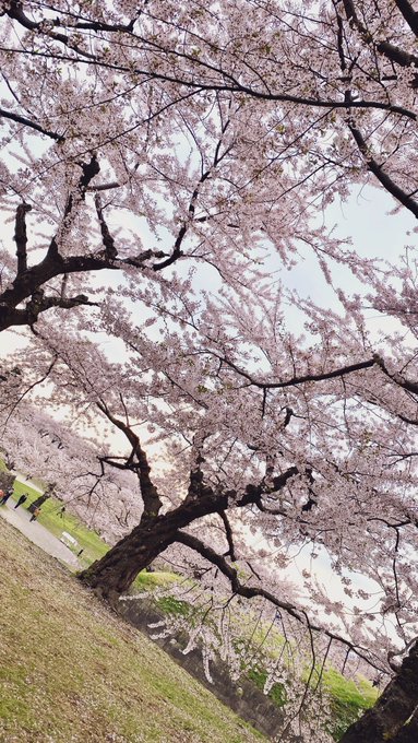 「桜 誰もいない」のTwitter画像/イラスト(新着)