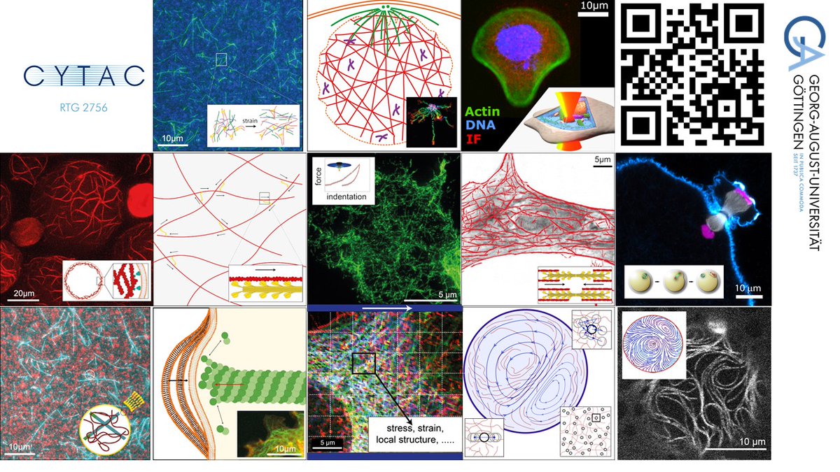 MPI for Multidisciplinary Sciences (@mpi_nat) on Twitter photo 📣 The Research Training Group #RTG2756 #CYTAC <a href="/uniGoettingen/">Uni Göttingen</a> & <a href="/mpi_nat/">MPI for Multidisciplinary Sciences</a> is looking for 12 #PhD students to start on Jan 1, 2025. The application deadline is May 5, 2024.
➡️ Check out the #JobAlert:
uni-goettingen.de/de/685049.html
#PhDposition #sciencejob #hiring <a href="/dfg_public/">DFG public | @dfg_public@wisskomm.social</a> 📣 The Research Training Group #RTG2756 #CYTAC <a href="/uniGoettingen/">Uni Göttingen</a> & <a href="/mpi_nat/">MPI for Multidisciplinary Sciences</a> is looking for 12 #PhD students to start on Jan 1, 2025. The application deadline is May 5, 2024.
➡️ Check out the #JobAlert:
uni-goettingen.de/de/685049.html
#PhDposition #sciencejob #hiring <a href="/dfg_public/">DFG public | @dfg_public@wisskomm.social</a>