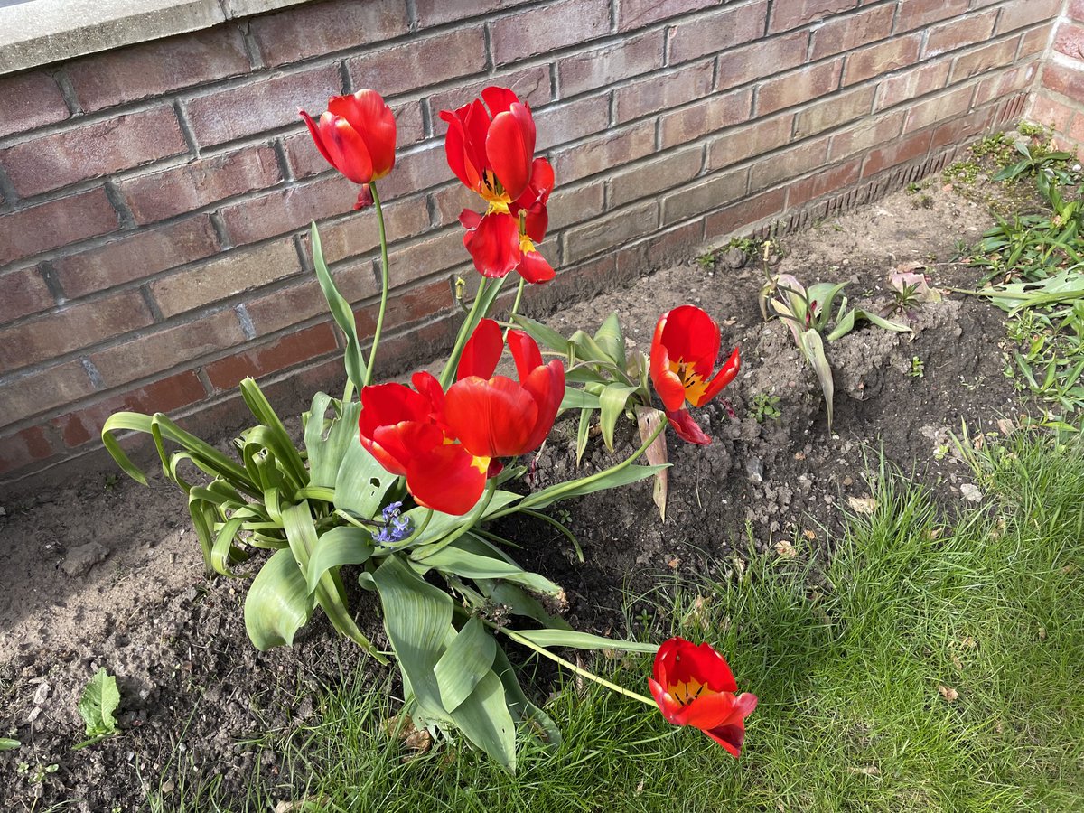 #justsaying tulips from Amsterdam - I bought the bulbs for my dad on a recent visit. Battered by the wind but still beautiful #homework ⁦@spanswicktweets⁩ ⁦@JoanitaMusisi⁩