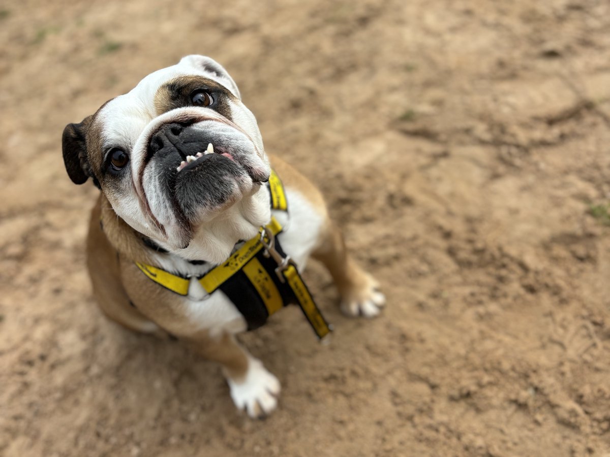 Evelyn is looking for her #SpecialSomeone 💛🌟 #DogsTrust #Bulldog #DogsTrustLoughborough dogstrust.org.uk/rehoming/dogs/…