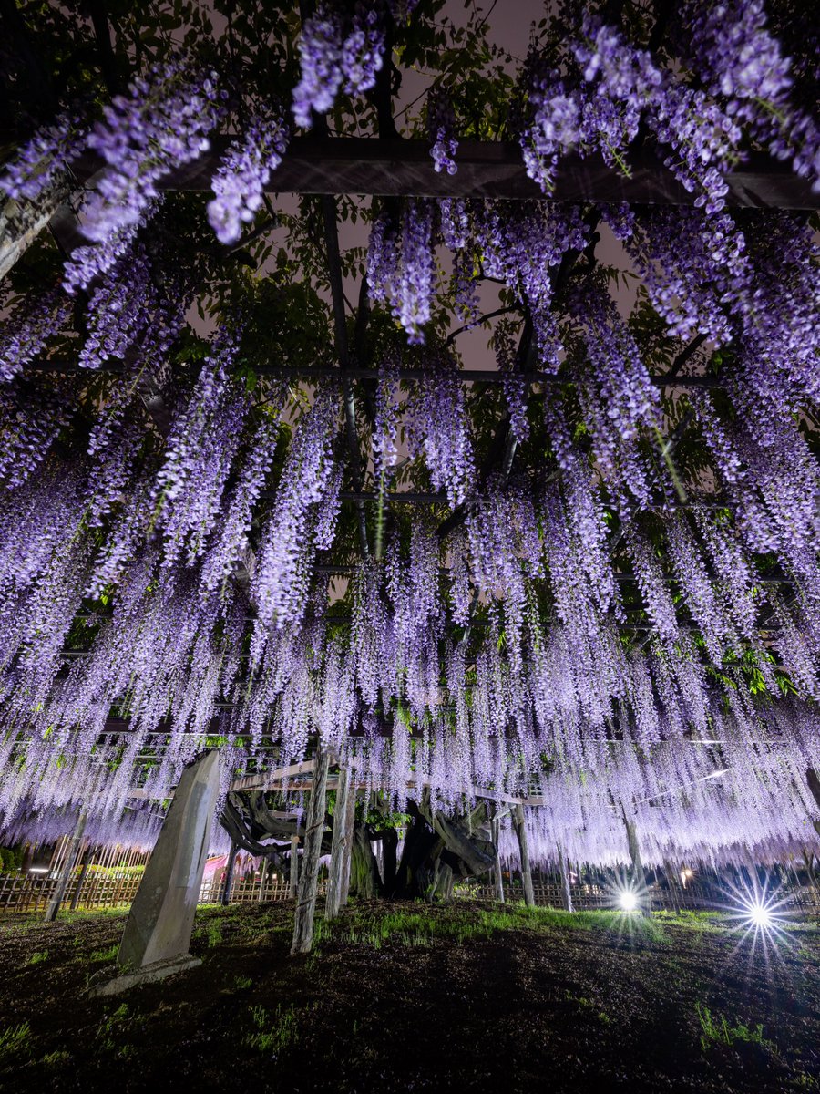 玉敷神社の藤の花ライトアップ。

樹齢400年、この藤の花が無料で見れます。

#埼玉県