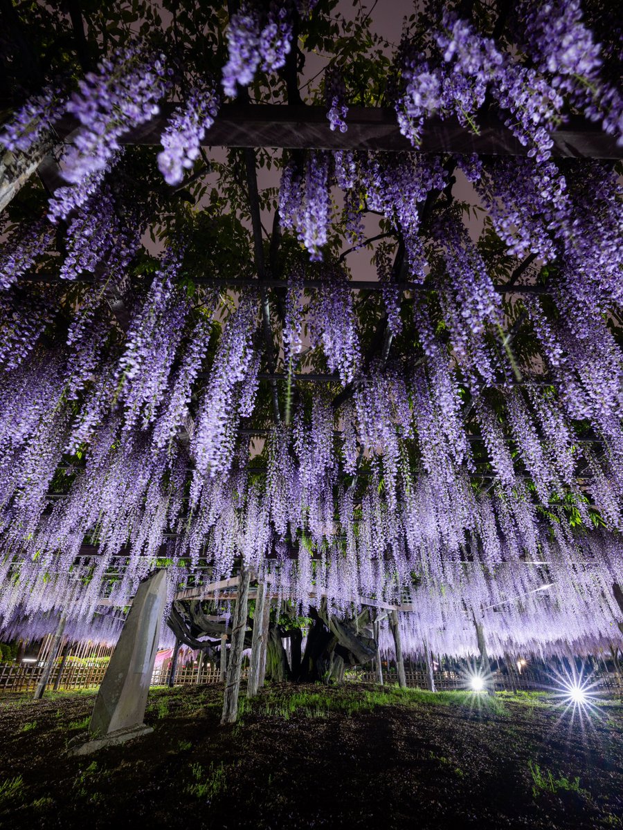 玉敷神社の藤の花ライトアップ。 樹齢400年、この藤の花が無料で見れます。 #埼玉県