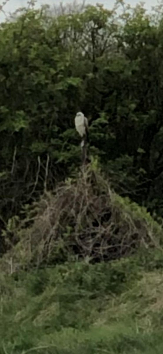 MrsLittlefair's tweet photo. @ChrisGPackham is this an Osprey? My friend spotted this in Wiltshire (Tidworth/ludgershall) on Thursday last week. Or is it a bird from the hawk conservancy thats just on a little flight out? https://t.co/VFkxhxB6gi