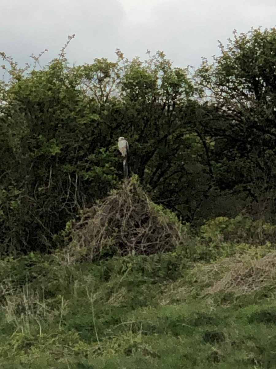 MrsLittlefair's tweet photo. @ChrisGPackham is this an Osprey? My friend spotted this in Wiltshire (Tidworth/ludgershall) on Thursday last week. Or is it a bird from the hawk conservancy thats just on a little flight out? https://t.co/VFkxhxB6gi
