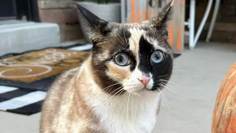 ABD'de evcil bir kedi, iade edilecek bir kargo paketine gizlice girince, yüzlerce kilometre uzağa uçtu.

Kimliği çiple tespit edilen kedi, bir hafta sonra ailesine kavuştu.