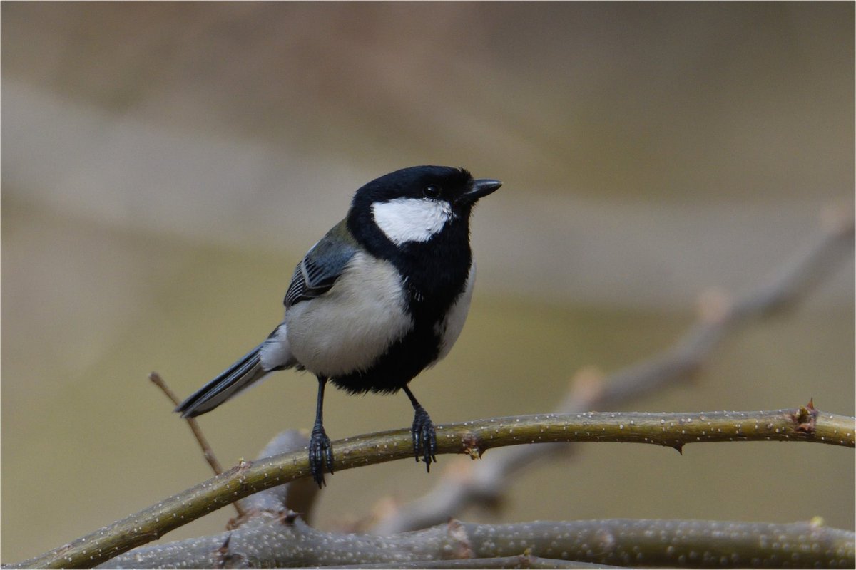 #シジュウカラ #野鳥 #探鳥 #野鳥撮影 #野鳥観察 #身近な野鳥 #birdwatching
#Hokkaido