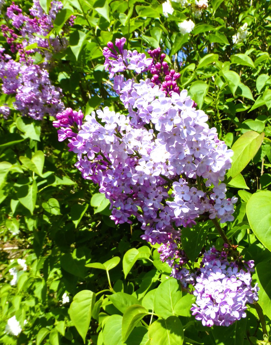 Lovely #Lilac for #MagentaMonday! 💜🌱💮🌱💜 @ThePhotoHour #flowers #FlowersofTwitter #flowerphotography #TwitterNaturePhotography