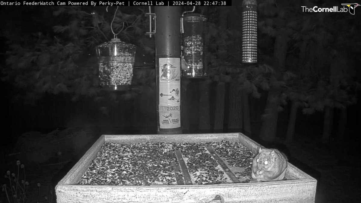 FeederWatchCam tweet picture