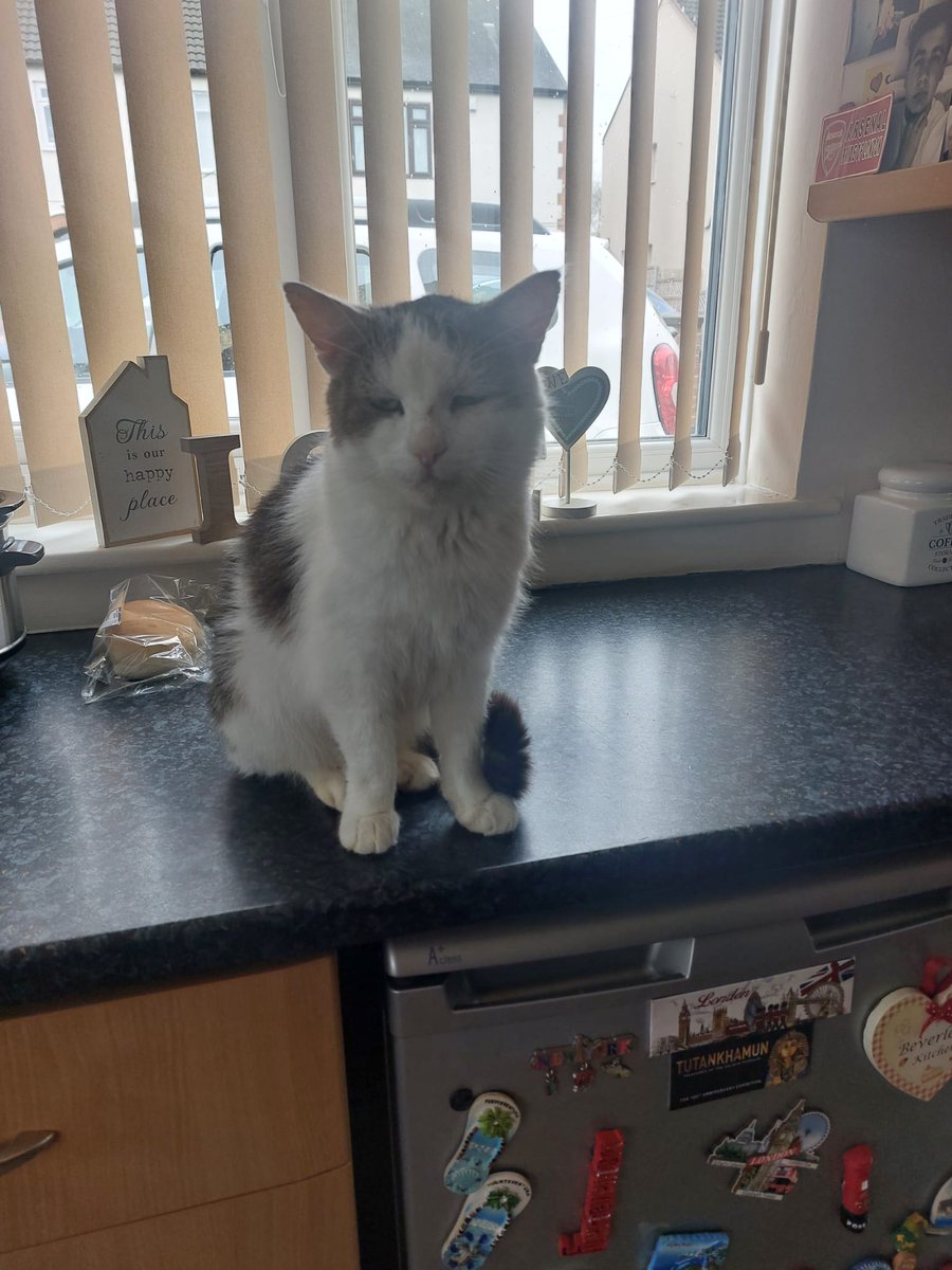 We're sorry to say... This is our final post of #NationalPetMonth 😢

To finish off the wonderful pets we have amongst the Hygenie team, please meet Theo the cat, owned by Sunny.

We hope you enjoyed meeting our pets 💙

#NationalPetMonth2024 #petmonth