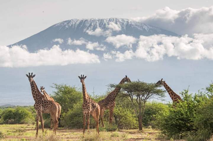 Just like our beautiful giraffe towers, we standing tall by not limiting our challenges but challenging our limits.^MJ 📸 Francis Keya #TunzaMaliYako #ExploreExperienceConserve #KaribuTutunzePamoja