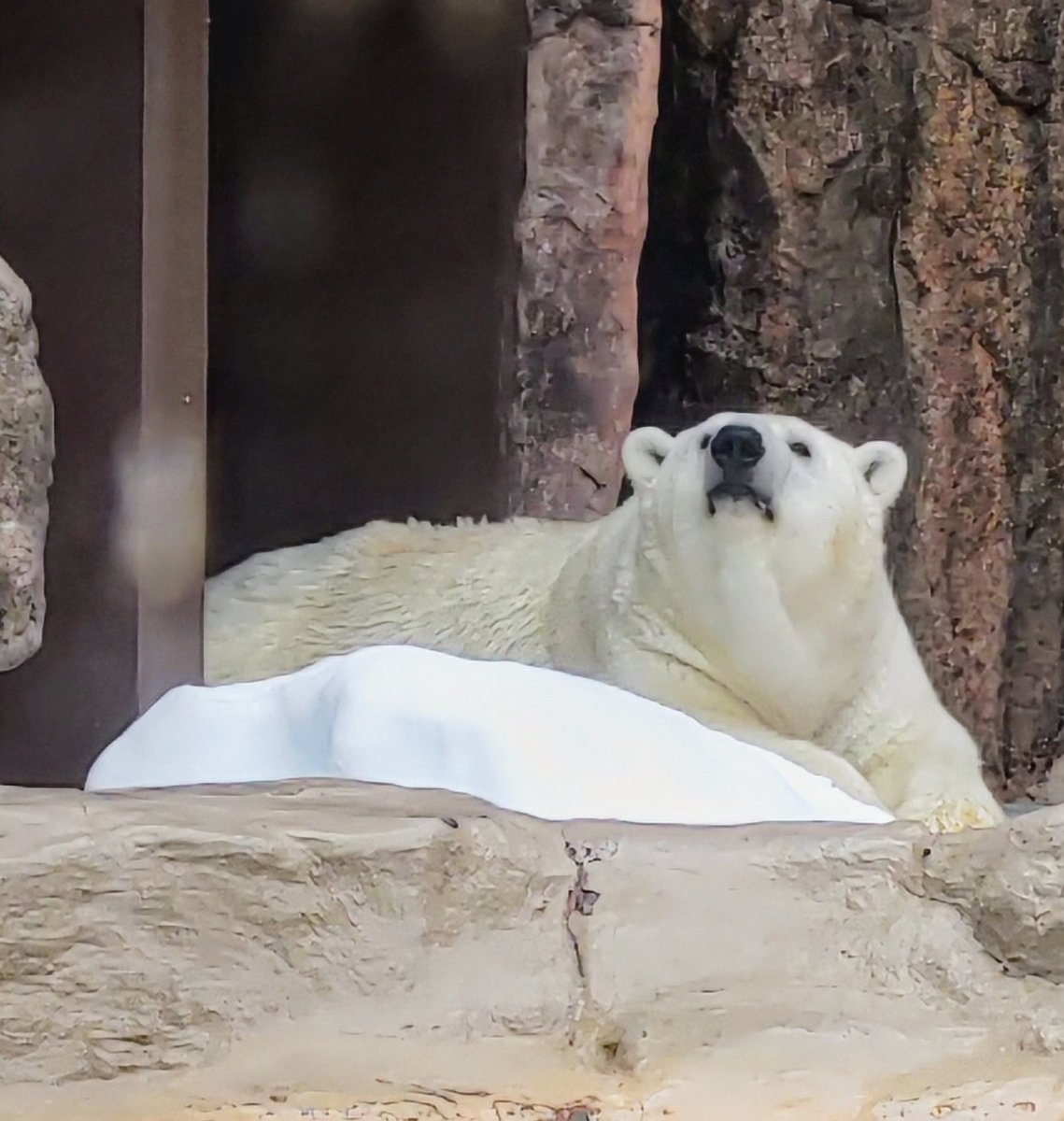 #日本平動物園
#ホッキョクグマ
#ロッシー
#バニラ

バニラに挨拶後、ルーティンに戻るロッシー🐻‍❄🌀とそのルーティン中のロッシーを見つめるバニラ🐻‍❄🐾仲良し夫婦❤️