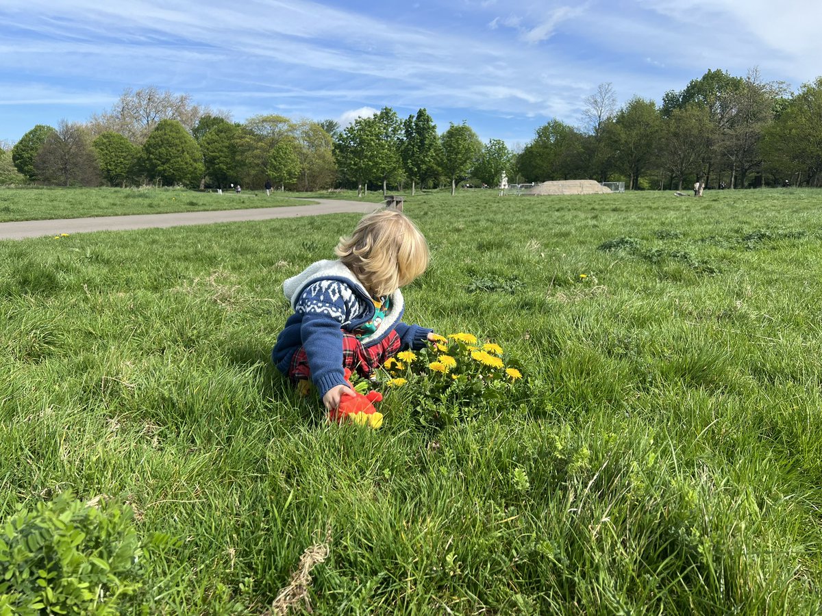 DANDELIONS! Determined bursts of sunshine on a cloudy day. If you must mow, mow around them. We could learn a few things from our children, who instinctively see the beauty in them! (Also, delighted that the @theroyalparks are leaving them to flourish in Regent’s Park). #wildcity